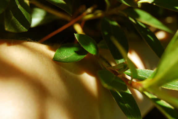 Arquivo:72dpi p8.jpg