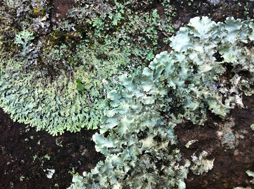 Arquivo:B nuboteca 4.jpg