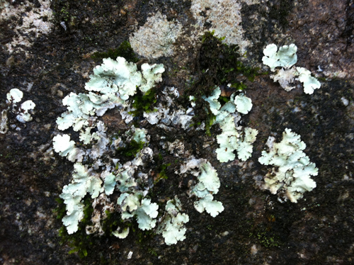 Arquivo:B nuboteca 5.jpg