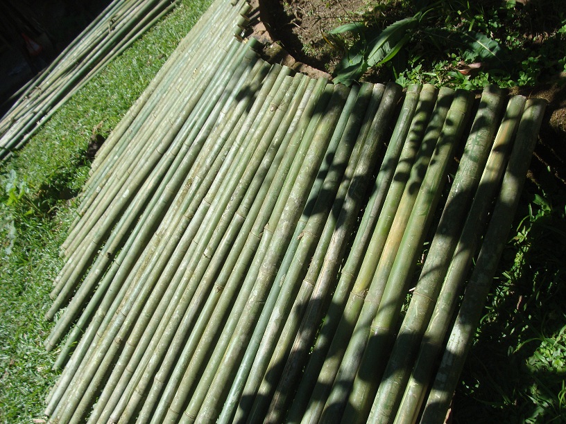 Bambu.5.JPG