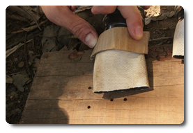 Arquivo:IMG 0451.png