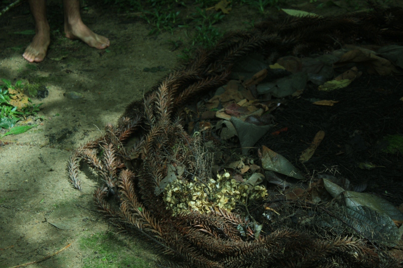 IMG 7999 (800x533).jpg