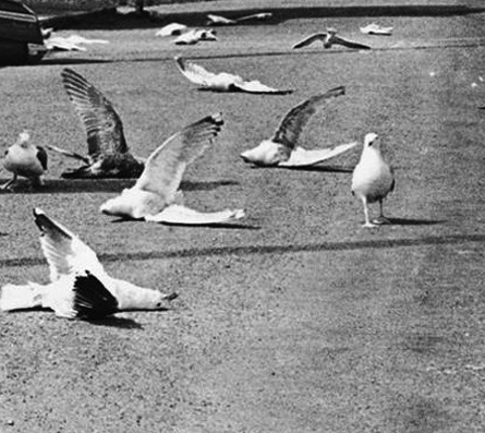 Imobilidade animal.jpg