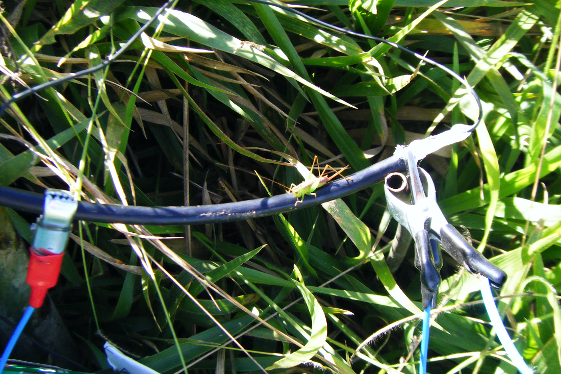 Linea de nazca cables a tierra y saltamontes.png