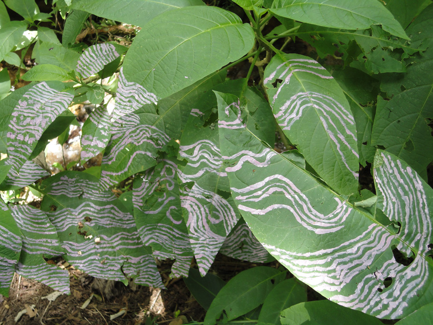 Pintura-de-Paisagem Tales-Bedeschi-2012 1.jpg