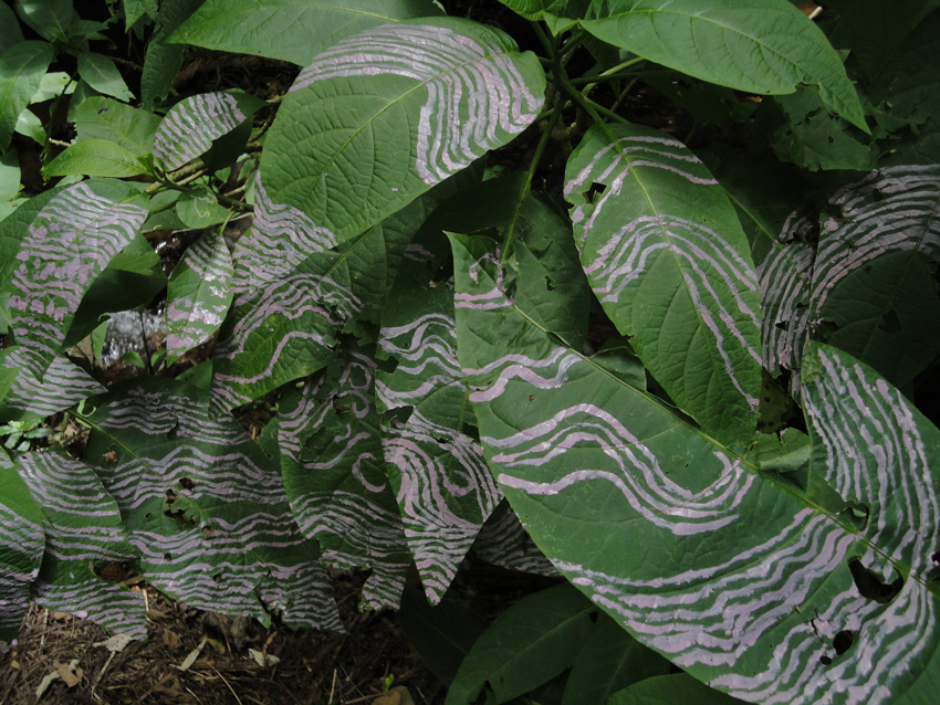 Pintura-de-Paisagem Tales-Bedeschi 2.jpg