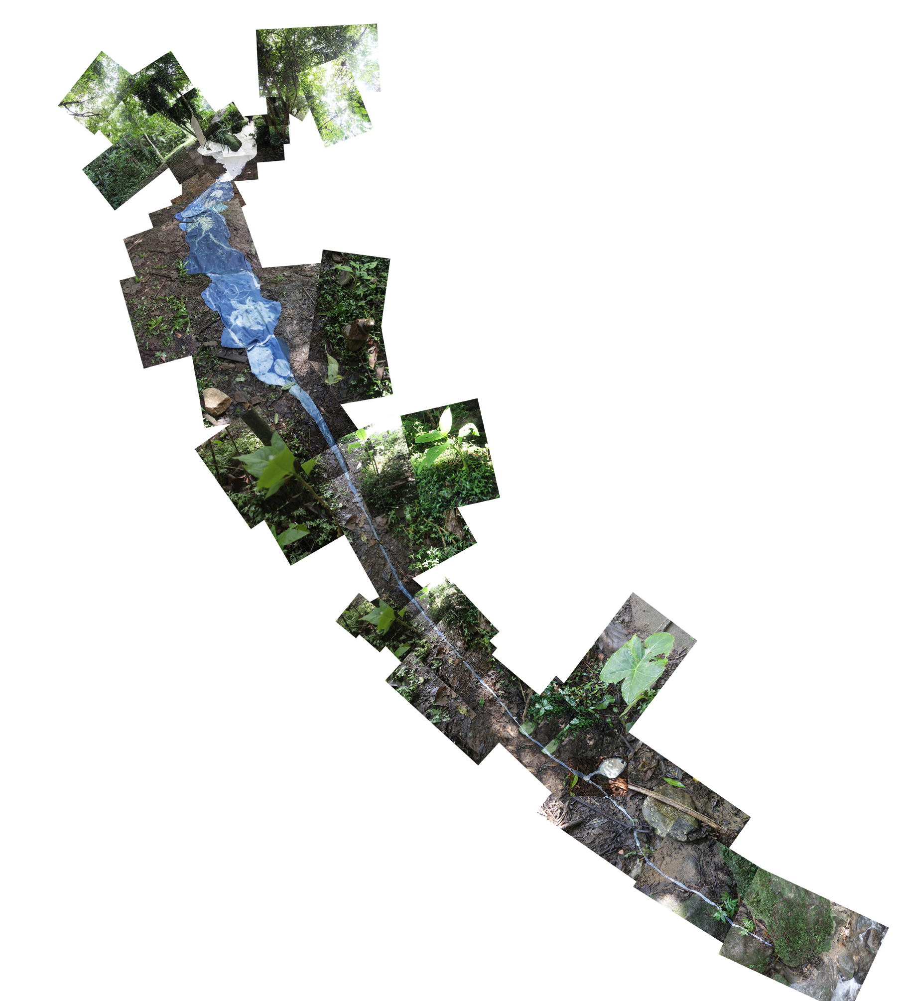 Tecidos vivos fotomontagem.jpg